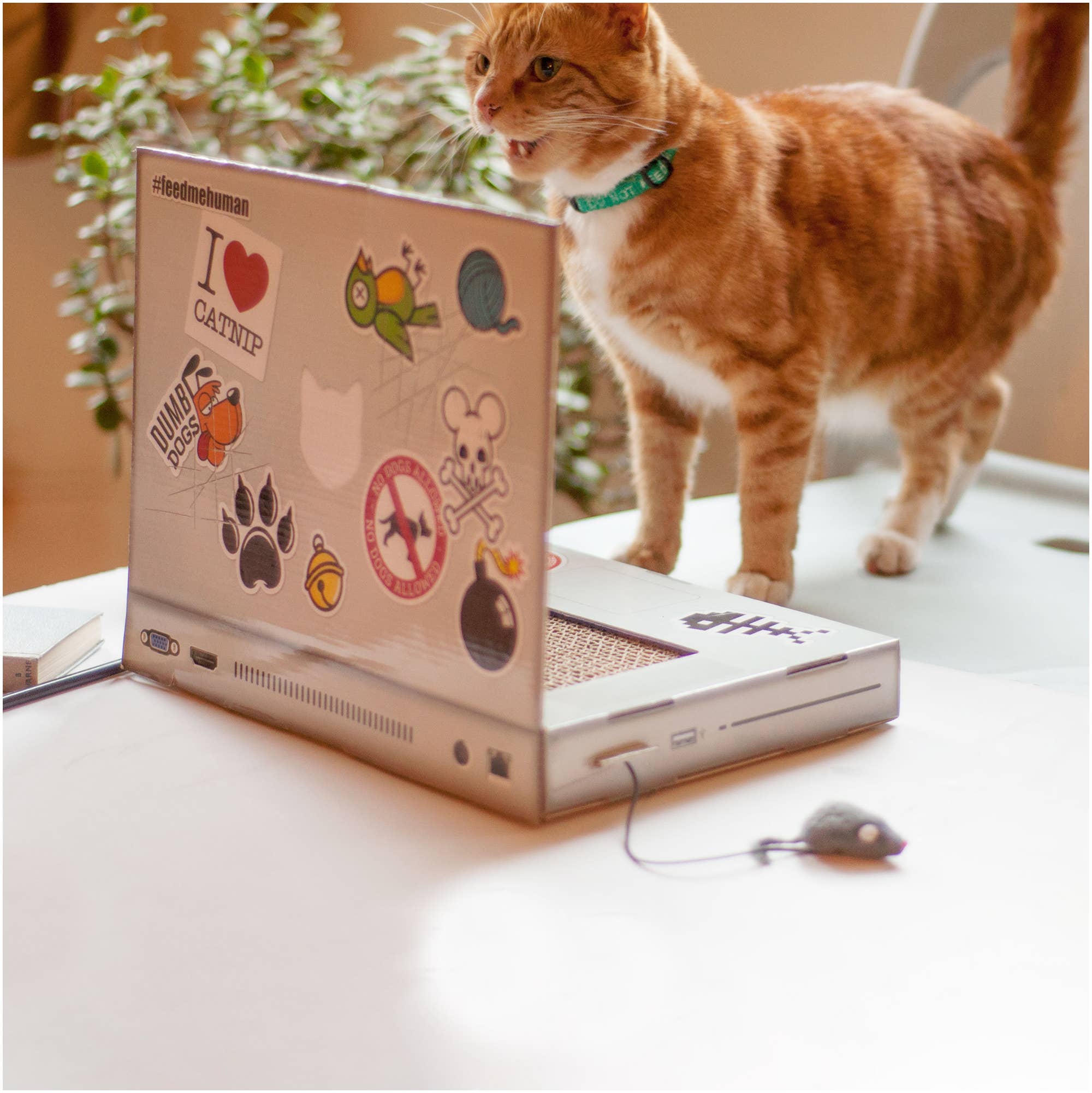Cat Scratch Pad - Laptop