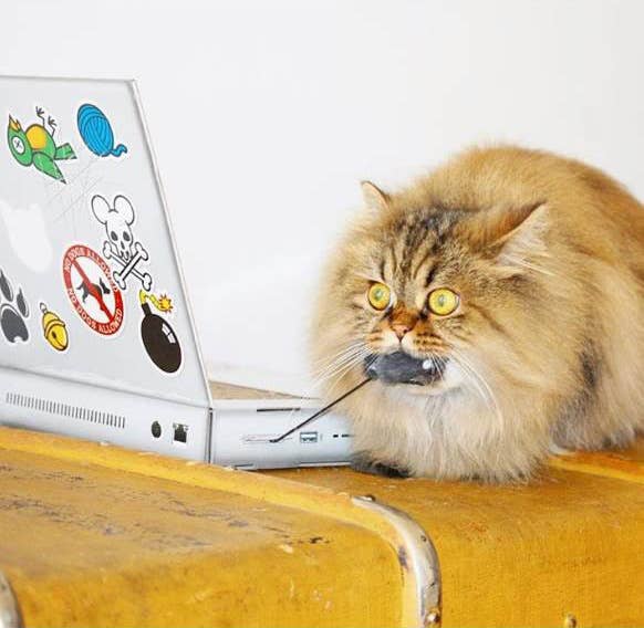 Cat Scratch Pad - Laptop