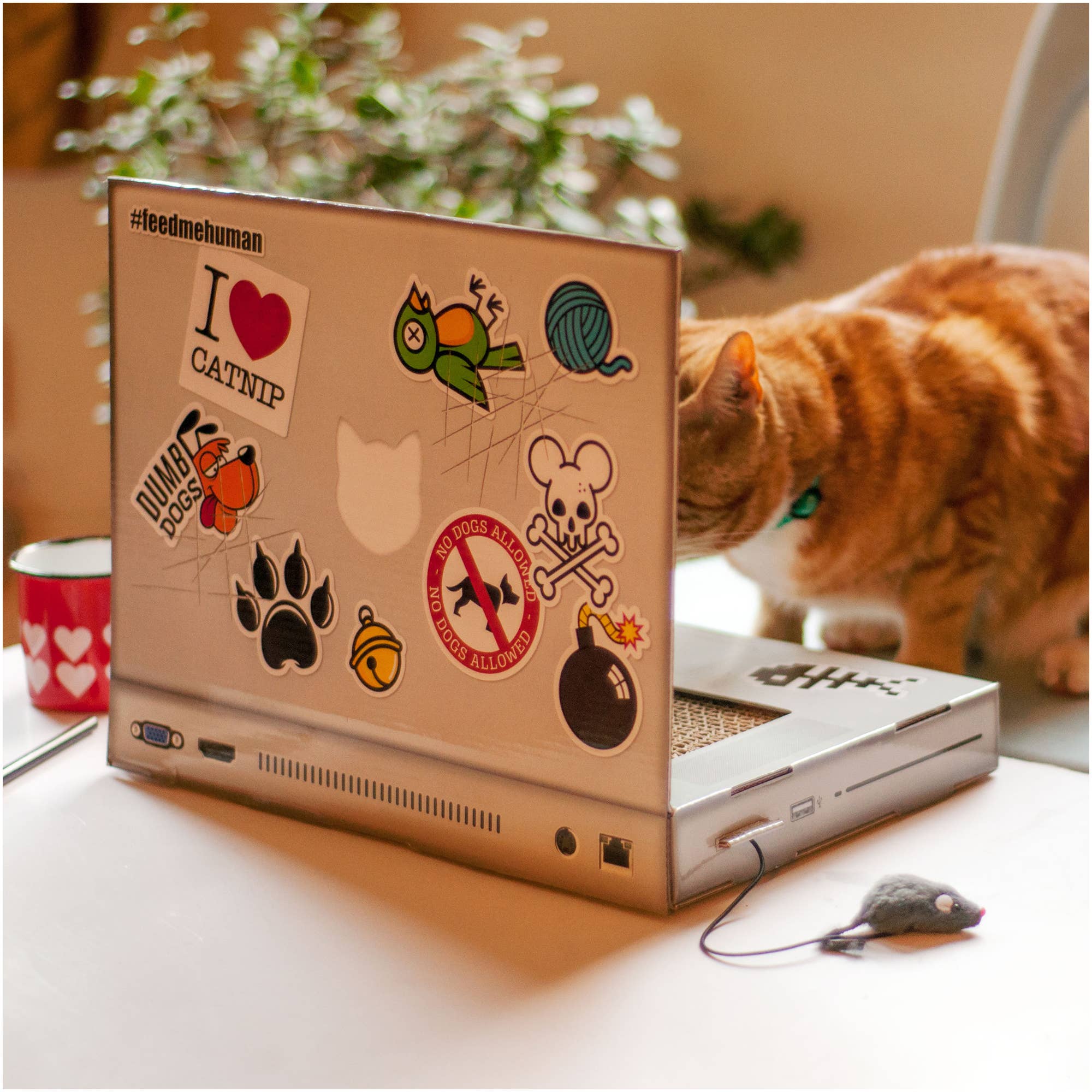 Cat Scratch Pad - Laptop